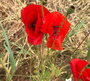 Coquelicots été 2020